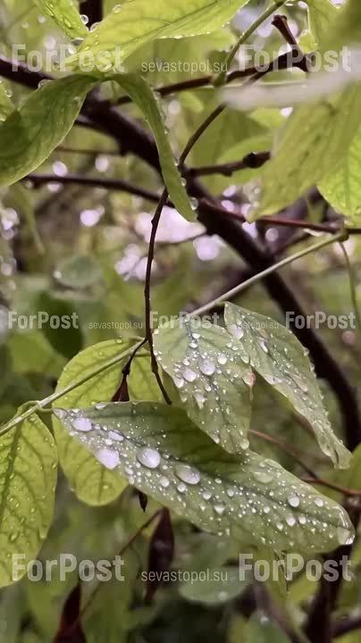 ����������� �������� �������