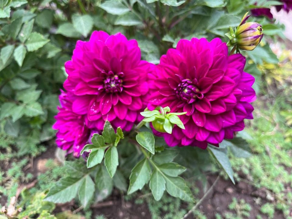 #Что за растение?. Этот клубневый многолетник с резными листьями и мощными стеблями цветёт с июля до заморозков