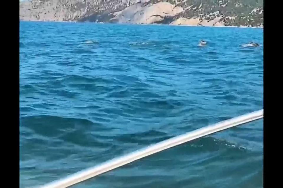 Ежегодно 12 июля весь мир отмечает День защиты дельфинов!