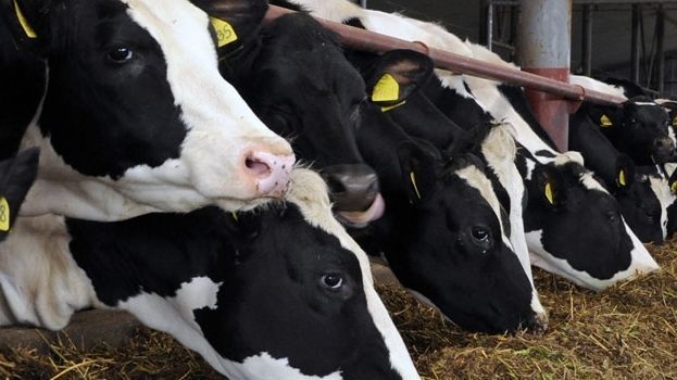 13 предприятий в Крыму получили штрафы за нарушение ветеринарных правил содержания животных