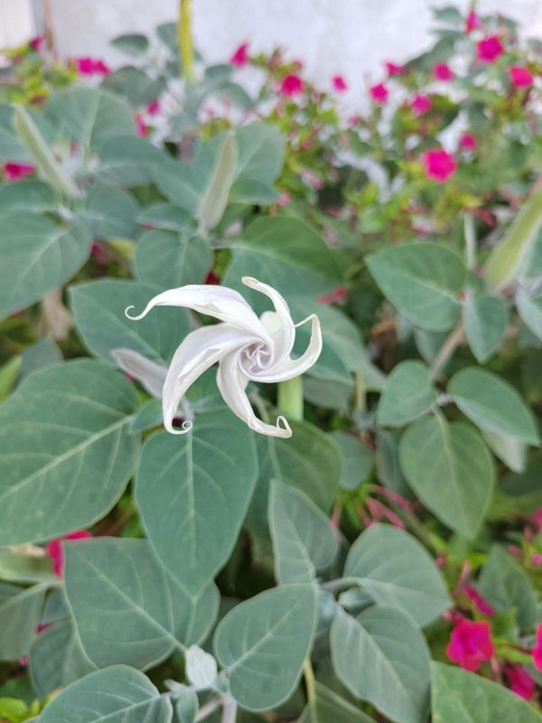 #Что за растение?. Загадочный и опасный красавец, окутанный мифами и легендами