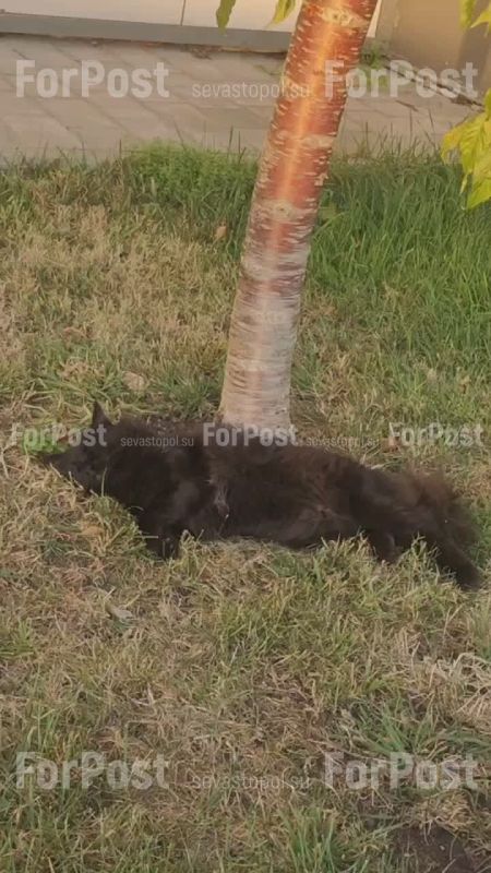 ������� ��� ��� ������ � �������