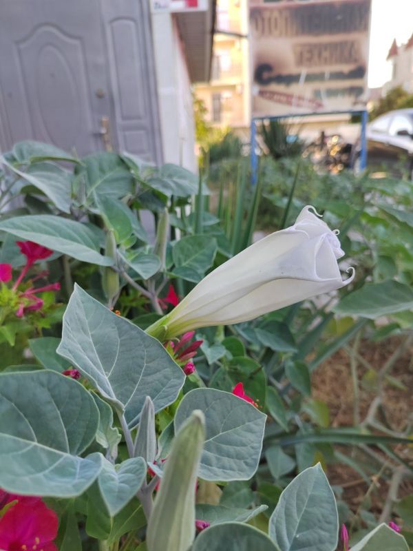 #��� �� ��������?. ���������� � ������� ��������, ��������� ������ � ���������