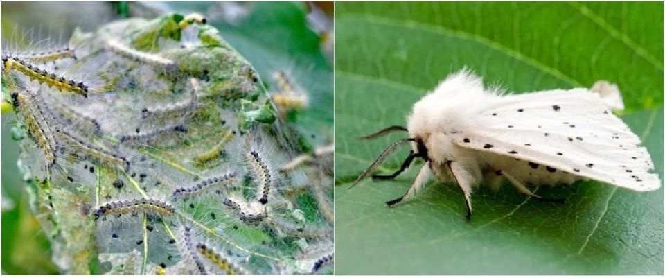 ��������� �������� �� ������������ ����� ������� (���) !