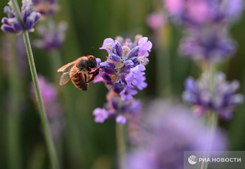 ������� ������ � ����� �� �������