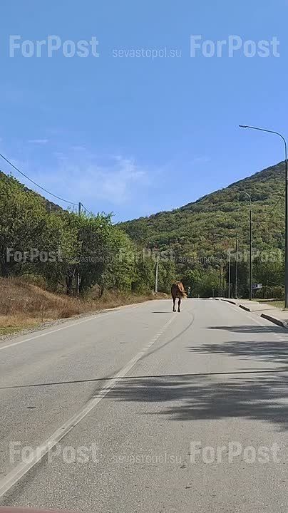 Каких только участников дорожного движения не встретишь в Крыму