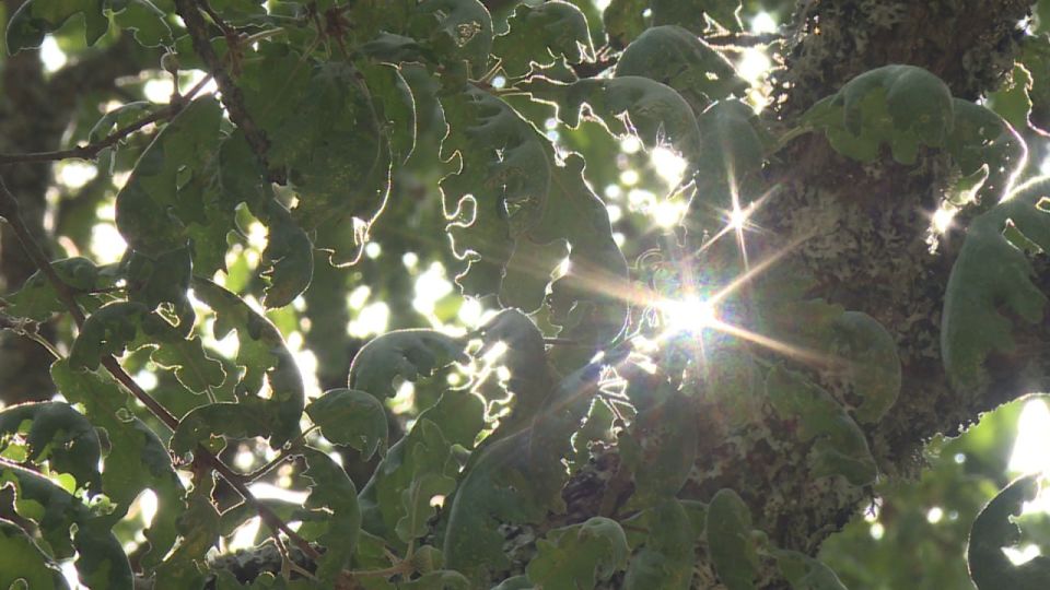 Доброе утро, Севастополь!. 14 сентября в Севастополе будет малооблачно