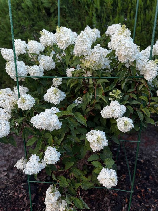 � ����� ������ ����� ����� �������� �������� �����