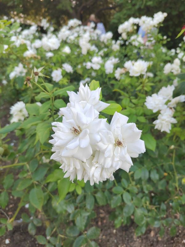 С добрым воскресным утром!