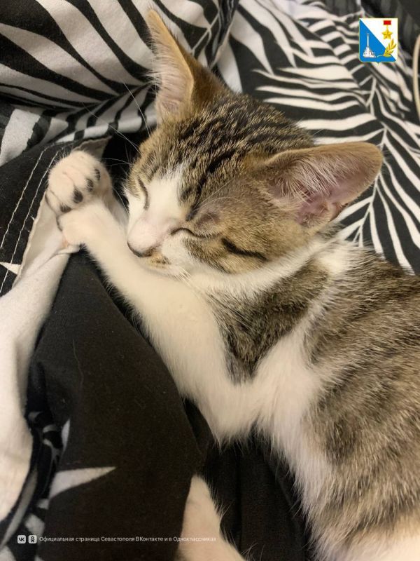 Продолжаем вакцинацию. 13 сентября госветслужба Севастополя провела выездную бесплатную вакцинацию собак и кошек против бешенства в Нахимовском районе, в п. Любимовка, с. Вишневое и с. Полюшко