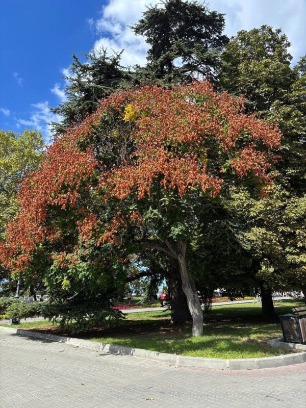 #Что за растение?. Это небольшое деревце с ажурной кроной летом покрывается метёлками золотистых цветов, а осенью украшается вздутыми бумажистыми коробочками, похожими на фонарики