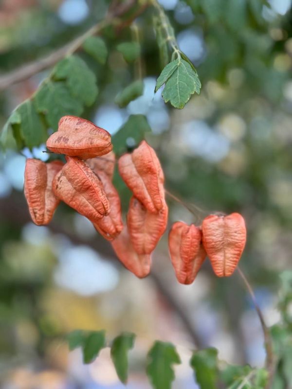 #��� �� ��������?. ��� ��������� ������� � ������� ������ ����� ����������� �������� ���������� ������, � ������ ���������� �������� ����������� �����������, �������� �� ��������