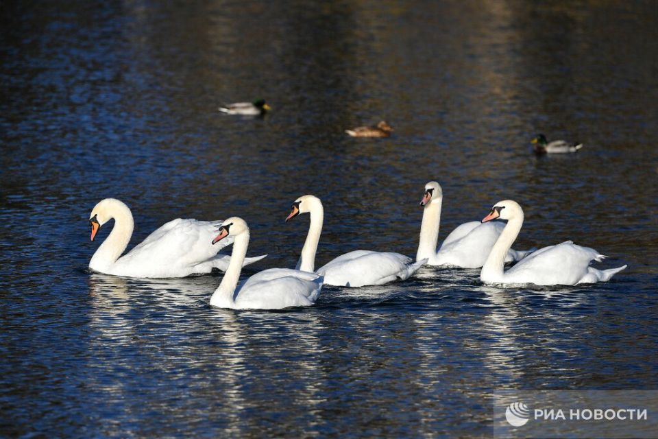 ������� ������ � ����� �� �������