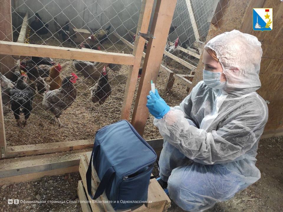 Помогаем животным. В августе специалисты госветслужбы вакцинировали более 1200 животных и провели около 700 лабораторных исследований