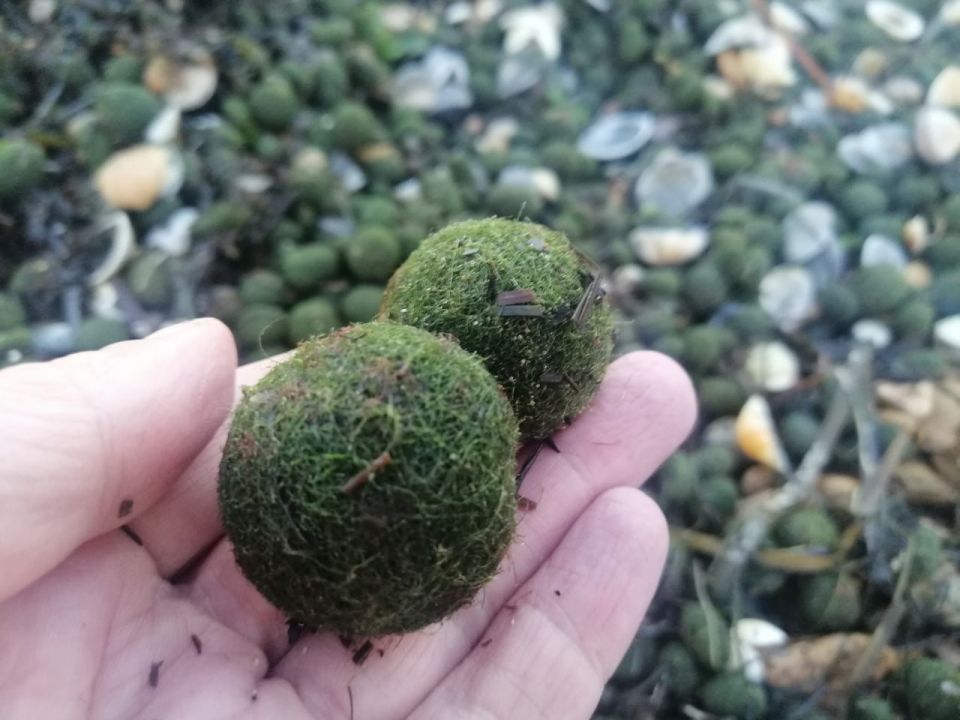 В районе Керчи после штормов на берег массово выкинуло «шарики Нептуна»