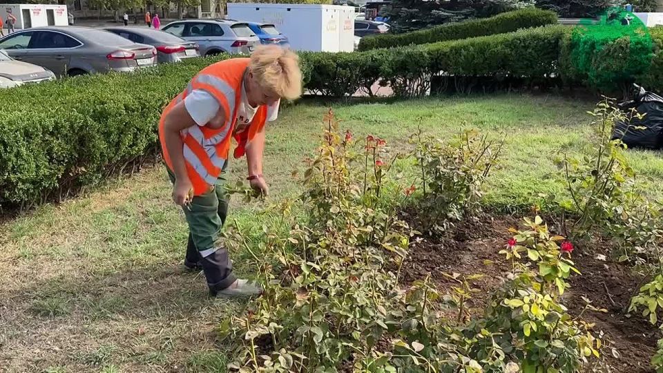 «Парки и скверы» показали, как ухаживают за розарием в сердце Севастополя — на площади Нахимова