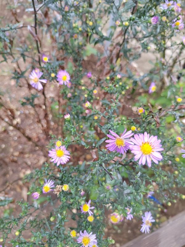 #Что за растение?. Эти многолетние растения в сентябре покрываются множеством мелких ромашковидных цветков — сиреневых, белых или розовых