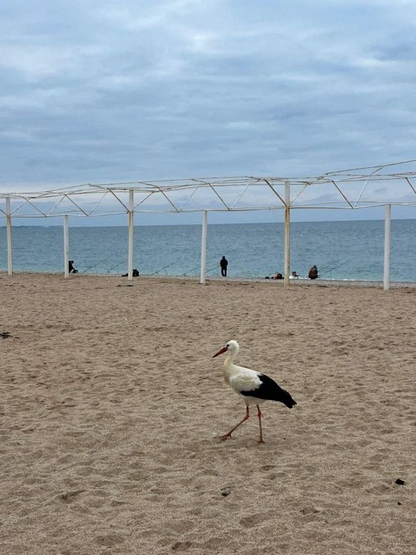 �������� �������� ����. �������� � �������� ��������� ����� �� �������: � 11 ����� (����� �������� ����� ����� �� ���� ������) ��������� ���� ��������, � 13 �������� ("��������� ����") ������� ����� ���������� �� �������...