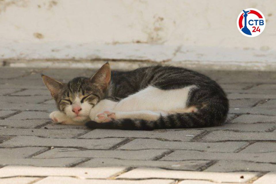 В госветклинике Севастополя стартовал осенний сезон вакцинации домашних животных
