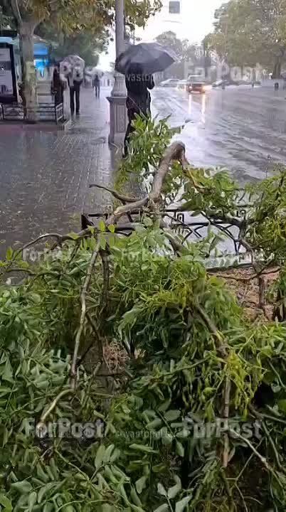 Некоторые деревья в Севастополе не выдержали удара стихии