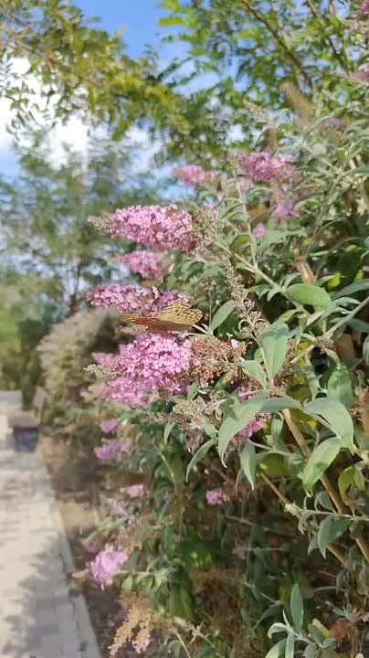 � ������ �����, ������!. � ����������� ���� �����, ��������� �������, �����