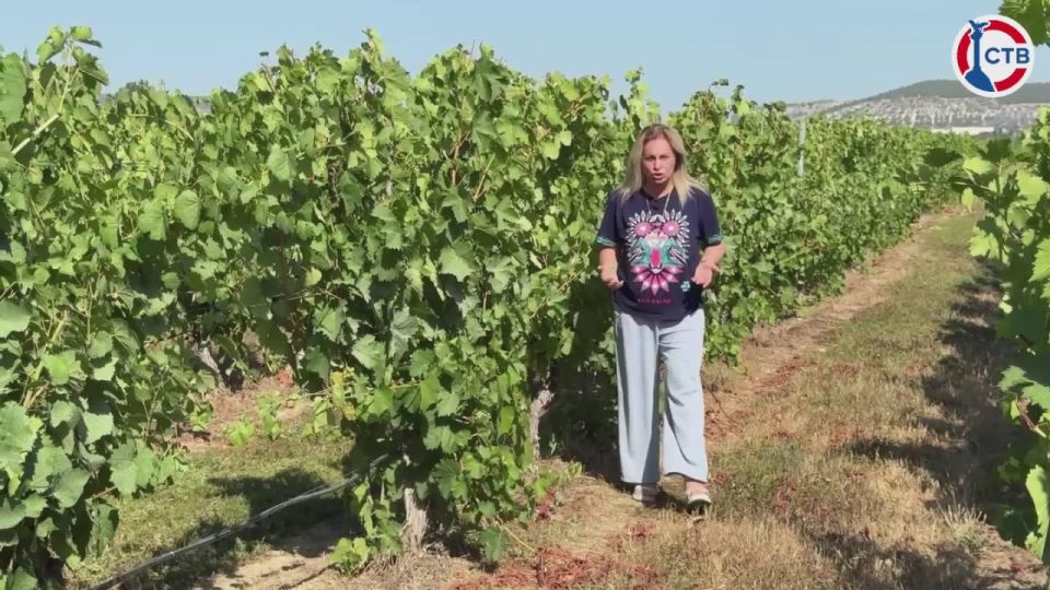 Смотрите премьеру на СТВ! «Город, идущий вперёд» — в новом выпуске о поддержке сельского хозяйства и бизнеса в Севастополе