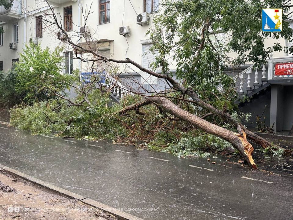На Очаковцев ветки дерева упали на дорогу