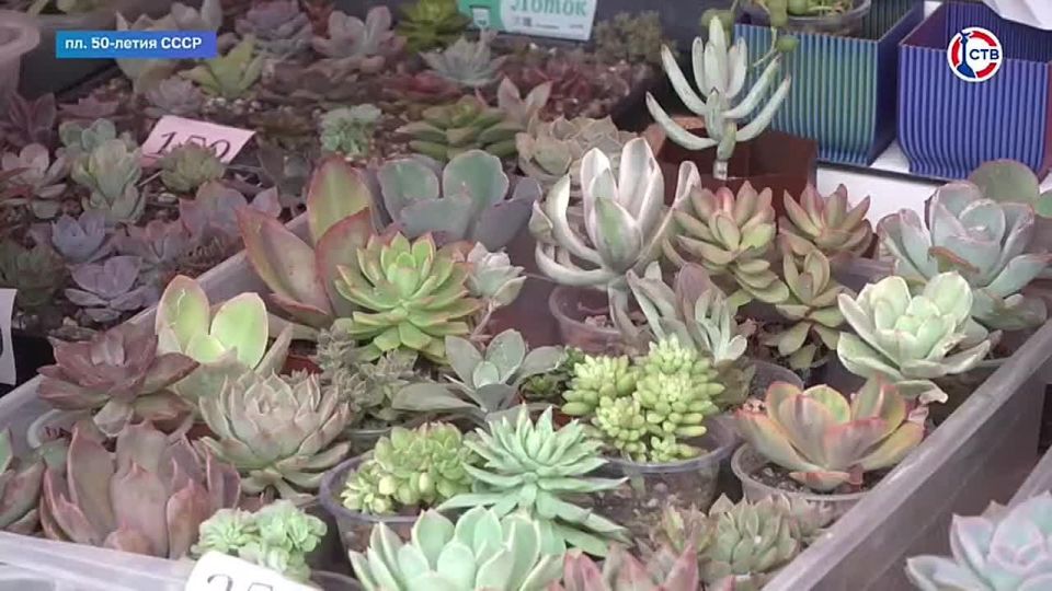 �� ������� 50-����� ���� ��������� ������� �����������������