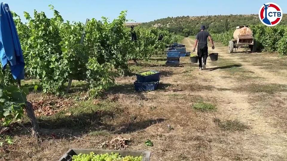 Смотрите премьеру на СТВ! «Город, идущий вперёд» — в новом выпуске о поддержке сельского хозяйства и бизнеса в Севастополе