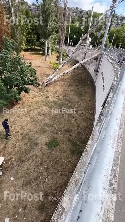 Еще одно последсвие непогоды в Севастополе: упавший тополь повредил ограждение Днепровского моста и порвал провода