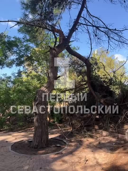 Сильный ветер повалил ветви сосны в сквере на проспекте Победы