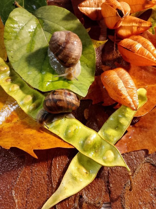 � ������ ��������� ������� �����