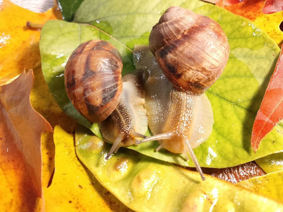 � ������ ��������� ������� �����