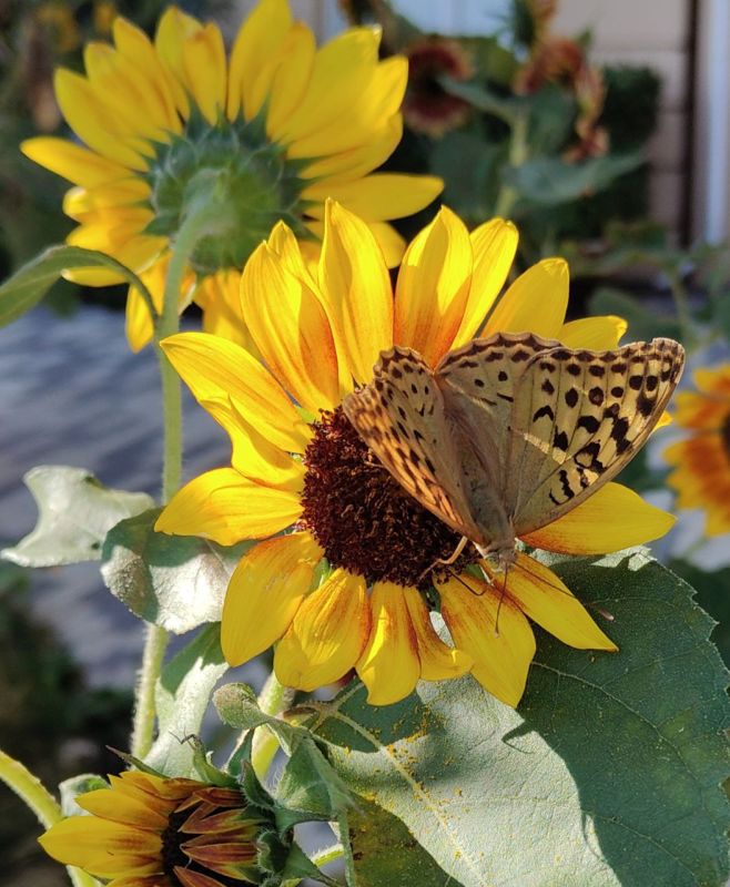 ������� ����������� ����, ������!