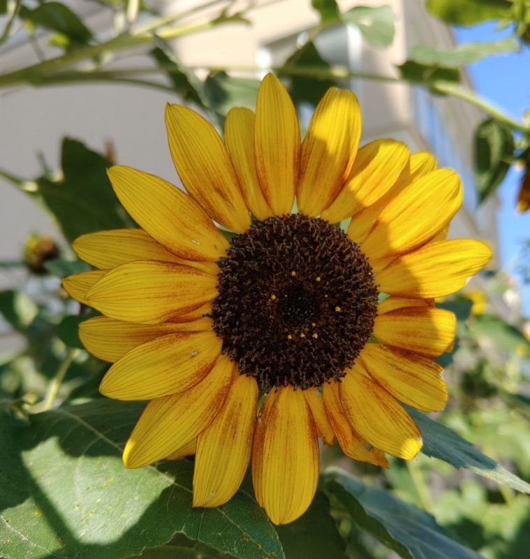 ������� ����������� ����, ������!