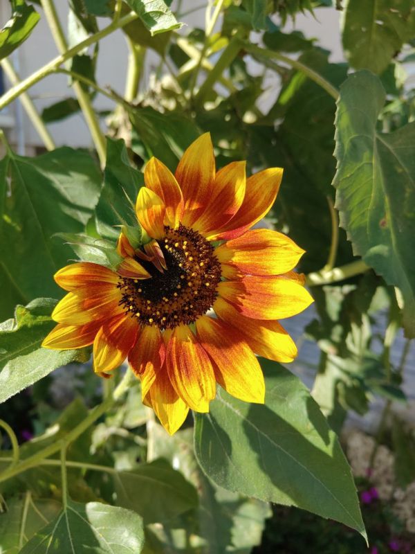 ������� ����������� ����, ������!