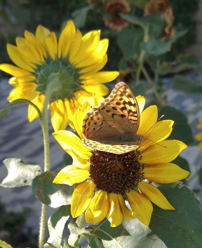 ������� ����������� ����, ������!