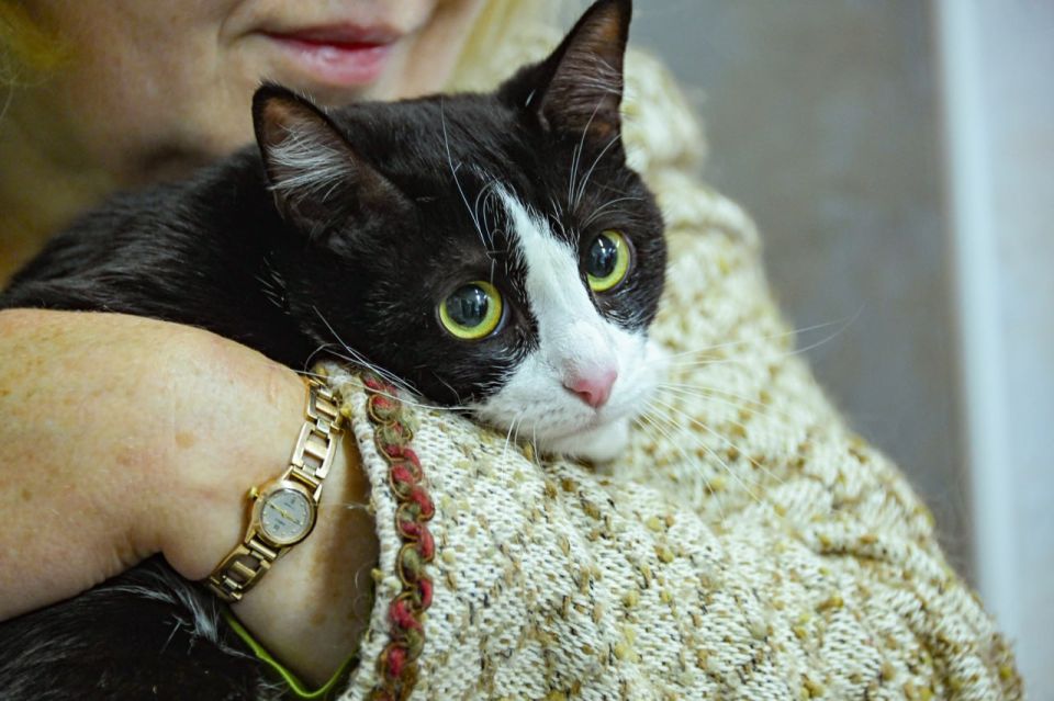 Михаил Развожаев: В севастопольской государственной ветеринарной клинике на Бутырской, 9 успешно помогают животным с неврологическими диагнозами Михаил Развожаев: В севастопольской государственной ветеринарной клинике на Бутырской, 9 успешно помогают животным с неврологическими диагнозами