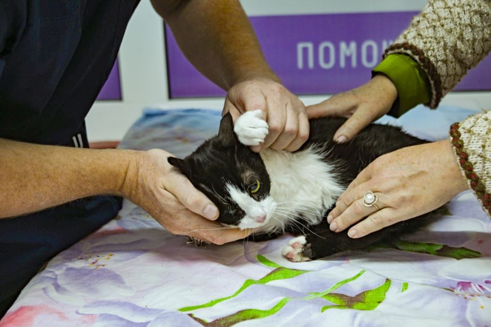 Михаил Развожаев: В севастопольской государственной ветеринарной клинике на Бутырской, 9 успешно помогают животным с неврологическими диагнозами Михаил Развожаев: В севастопольской государственной ветеринарной клинике на Бутырской, 9 успешно помогают животным с неврологическими диагнозами