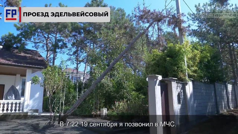 В Севастополе 18 сентября 10-метровое дерево на проезде Эдельвейсовый не выдержало испытание стихией и упало на электрический столб