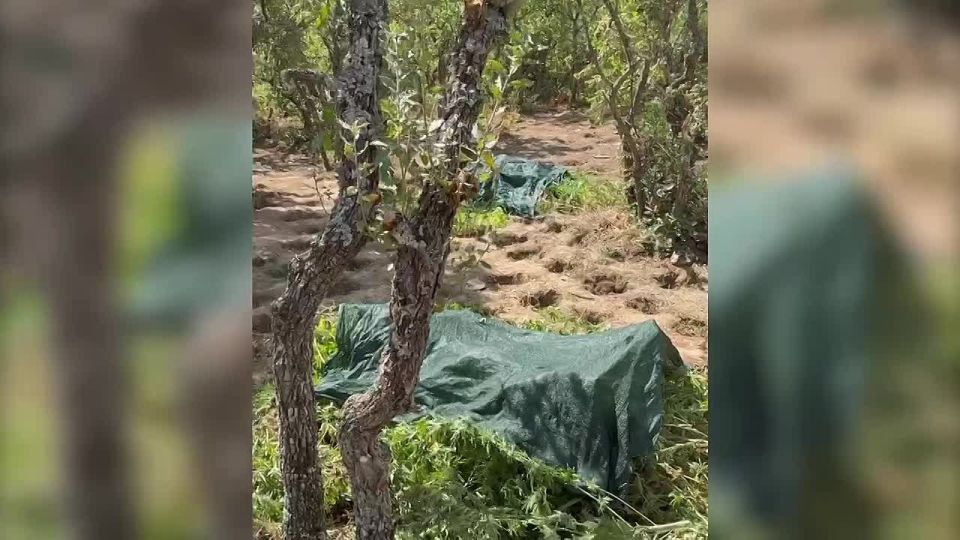 11 лет в колонии строгого режима проведёт крымчанин за незаконный оборот наркотиков