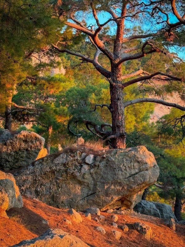 ������ ������������ ����� � ���� ��� � ���������