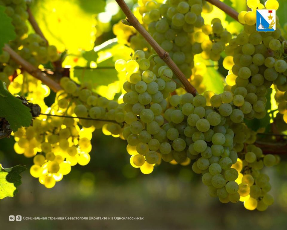 ������������ ������� ��������