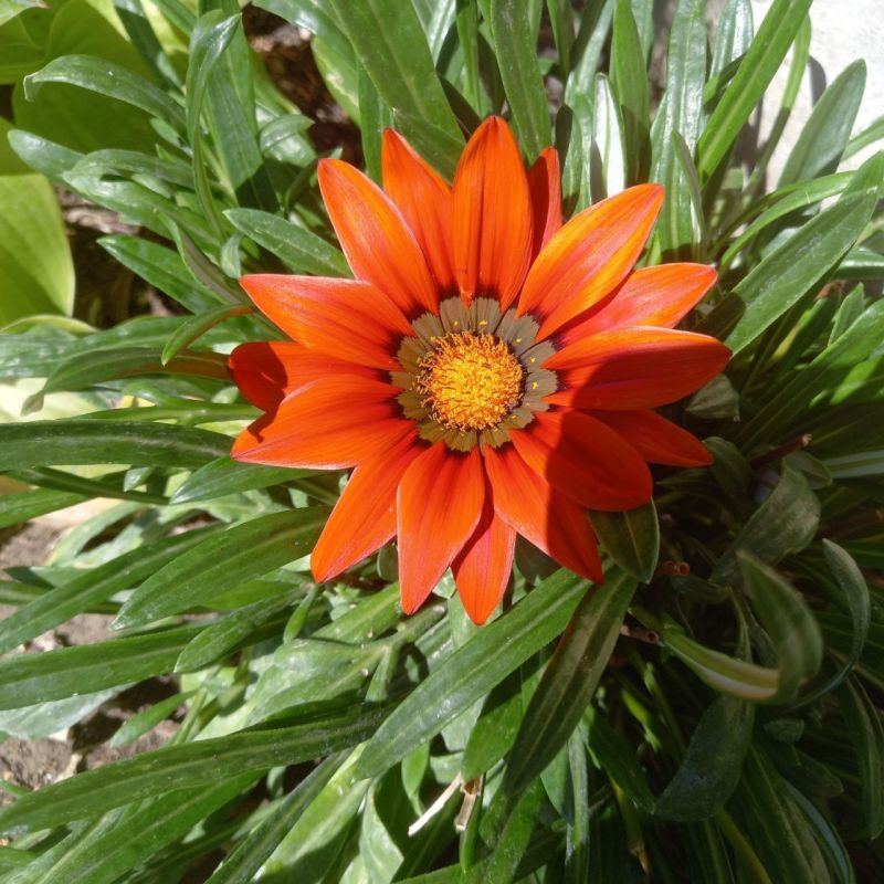 #Что за растение?. Эти яркие «солнечные диски» с контрастными полосками у сердцевины украшают клумбы с июня до заморозков