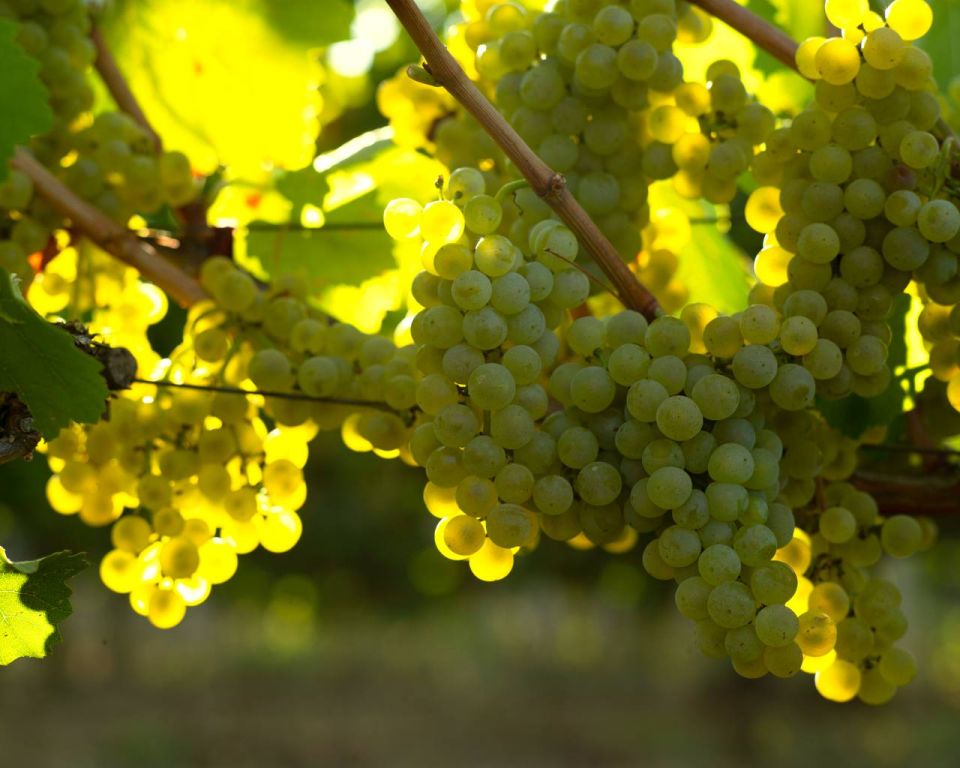 ������ ������� ����������� ��������������� ����������� ������� �������������� ������� �� 250 ����� ������