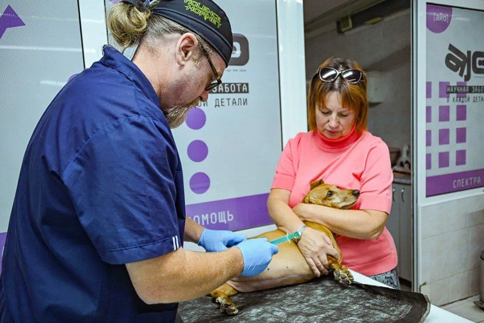 Ставят на ноги даже безнадежных: в популярную ветклинику Севастополя нашли непростого специалиста