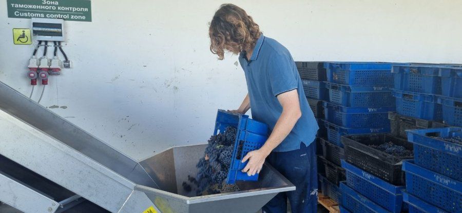 В Севастополе собрали более 12,5 тысяч тонн винограда