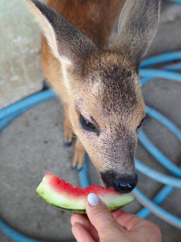 Спасенный нашими бойцами олененок обрел новый дом в Севастополе