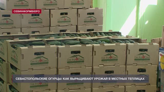 Севастопольские аграрии рассказали о том, как выращивают огурцы