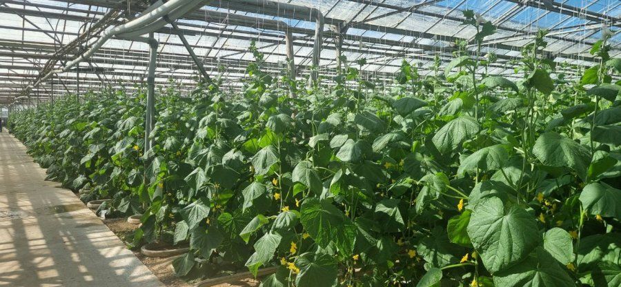 � ������ ���� � �������� ������� ������� ����� 440 ���� �������